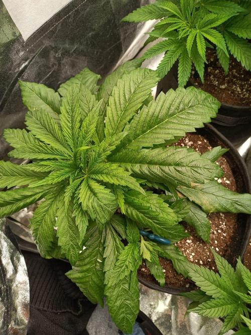 Chocolate Rainbow XXL. Week 5
