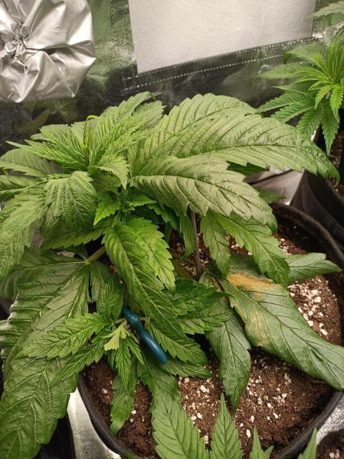 Chocolate Rainbow XXL. Week 5