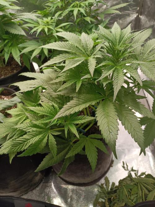 Blue Sunset Sherbert. Week 7