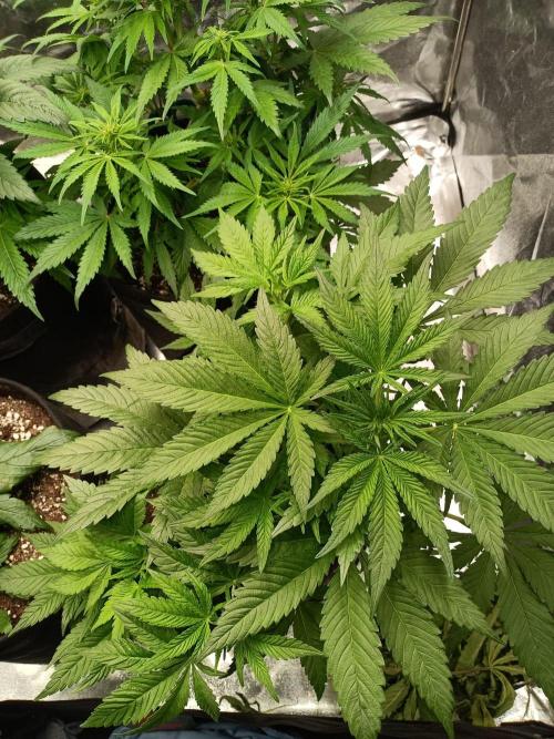 Blue Sunset Sherbert. Week 7