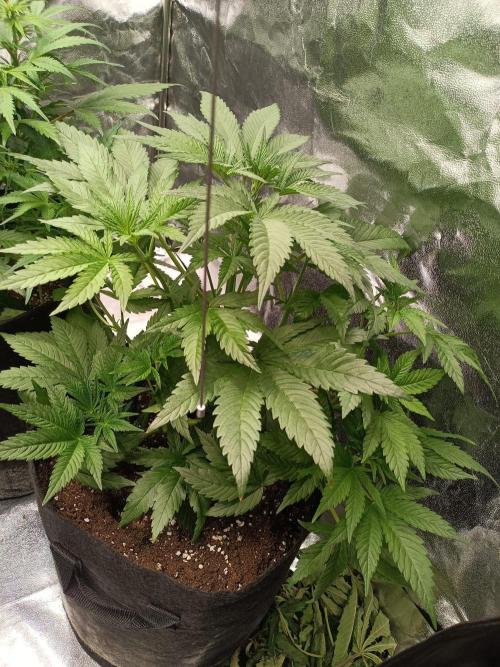 Blue Sunset Sherbert. Week 7