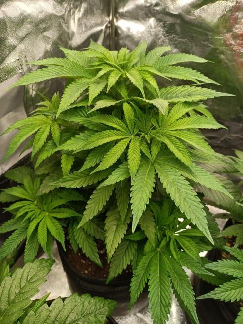 Blue Zushi. Week 8