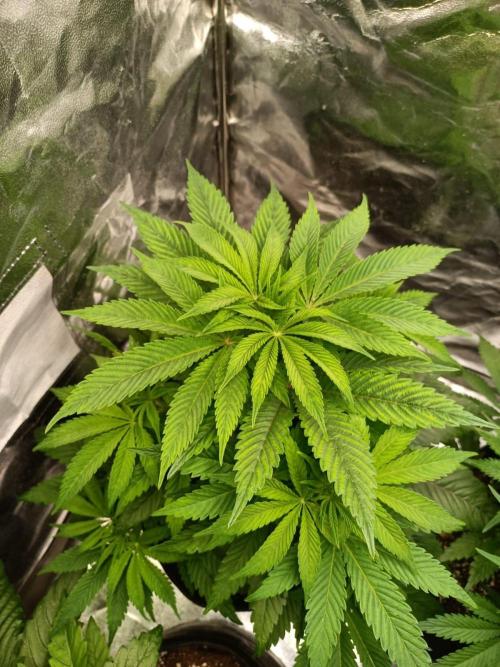 Blue Zushi. Week 8