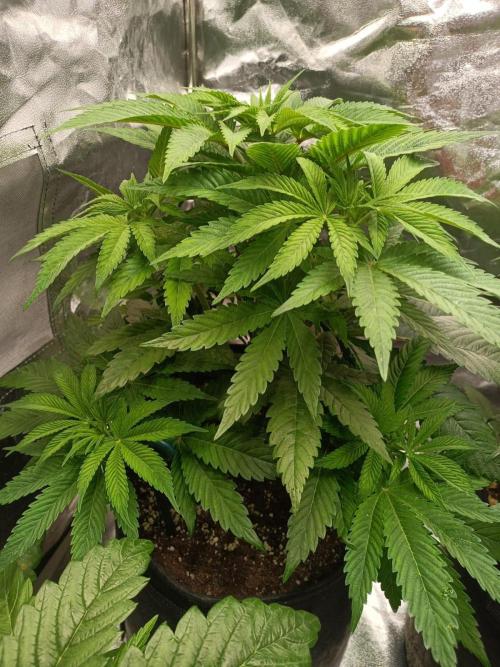 Blue Zushi. Week 8