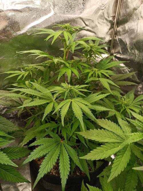 White Truffle. Week 8