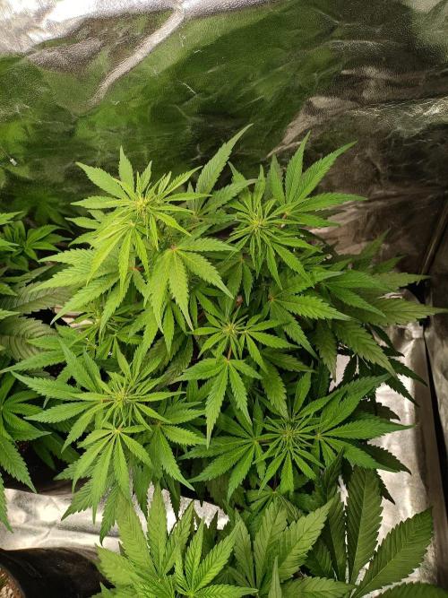 White Truffle. Week 8