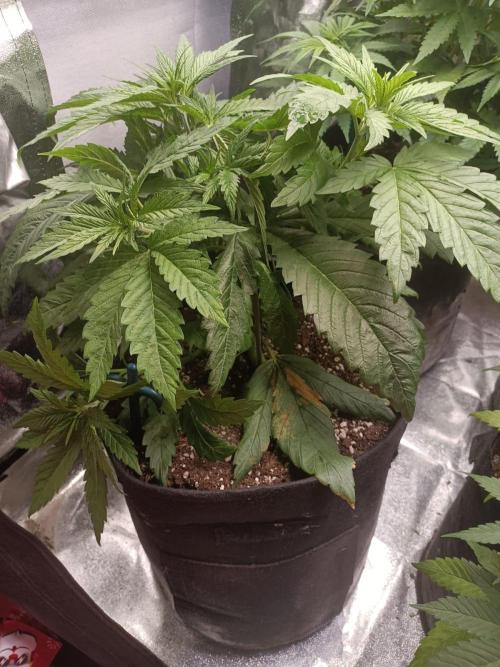 Chocolate Rainbow XXL. Week 6