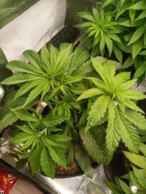 Chocolate Rainbow XXL. Week 6