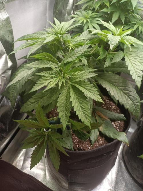 Chocolate Rainbow XXL. Week 6