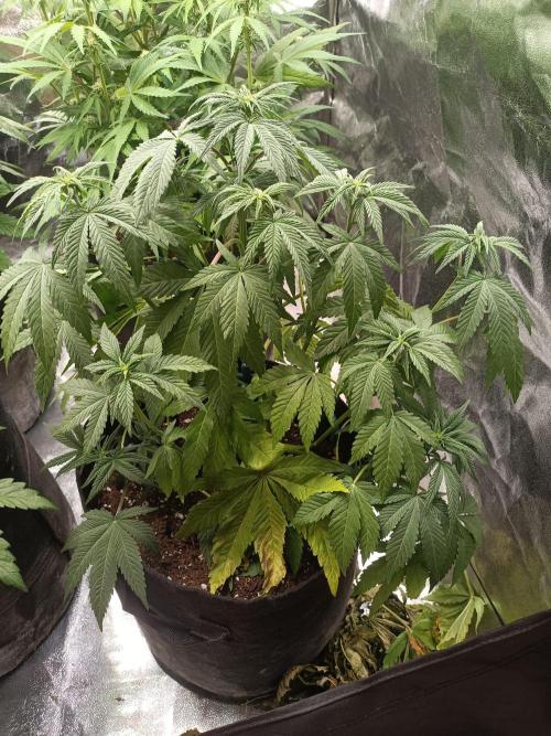 Blue Sunset Sherbert. Week 8