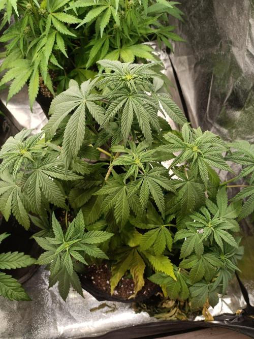Blue Sunset Sherbert. Week 8
