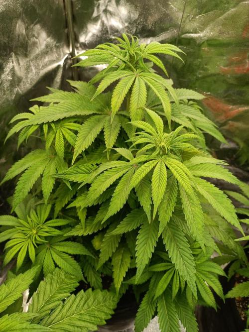Blue Zushi. Week 9