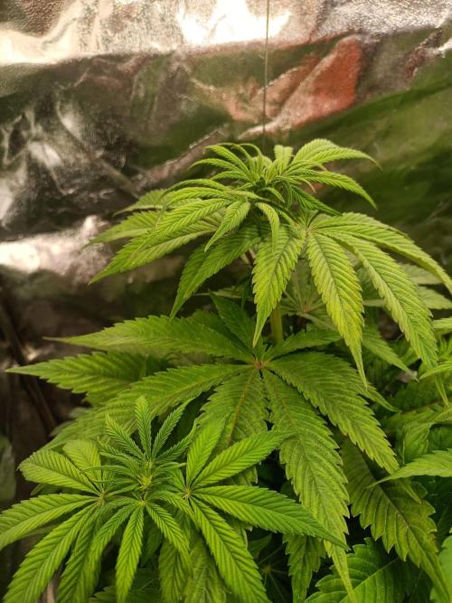 Blue Zushi. Week 9