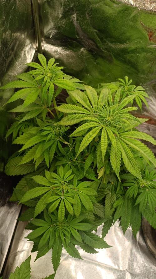 Blue Zushi. Week 9