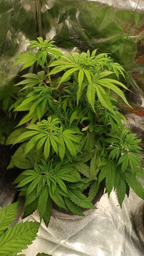 Blue Zushi. Week 9
