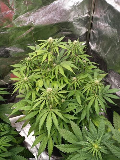 White Truffle. Week 9