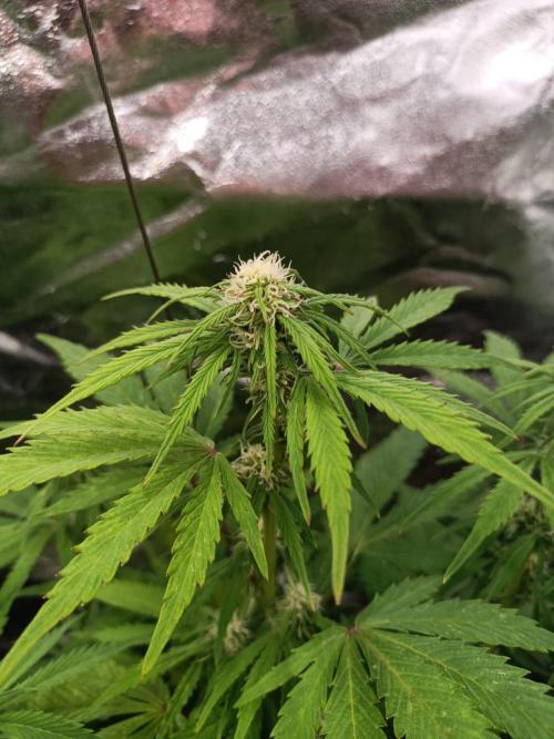 White Truffle. Week 9