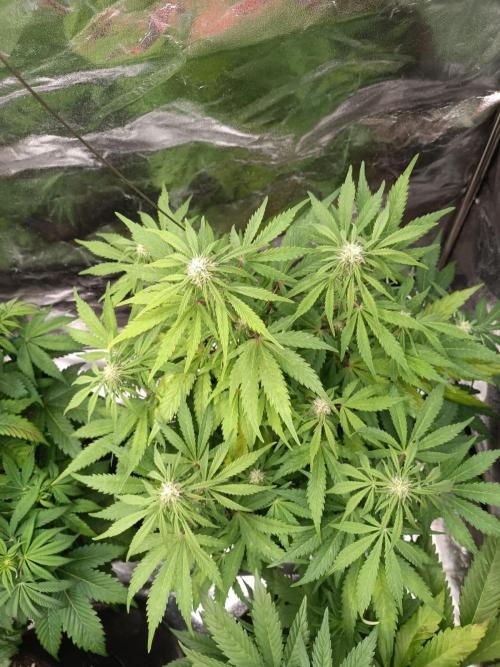 White Truffle. Week 9