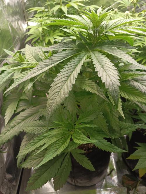 Chocolate Rainbow XXL. Week 7