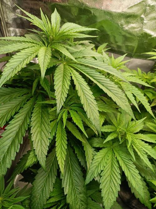 Chocolate Rainbow XXL. Week 7