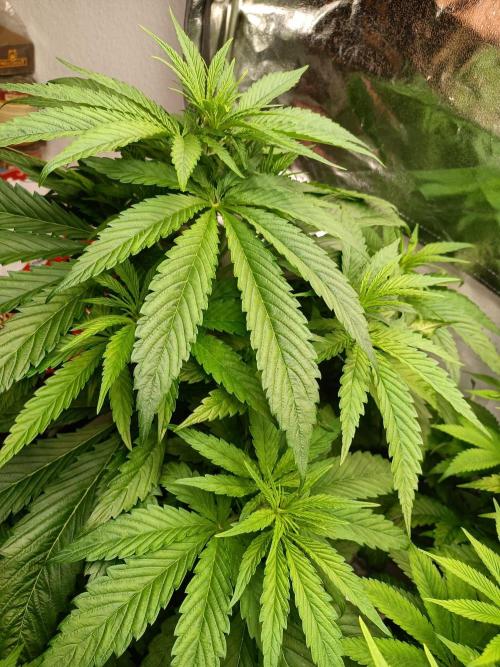 Chocolate Rainbow XXL. Week 7