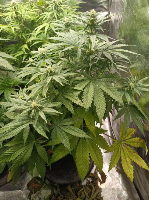 Blue Sunset Sherbert. Week 9