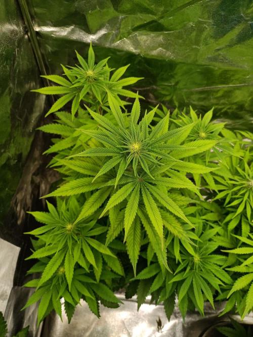 Blue Zushi. Week 10
