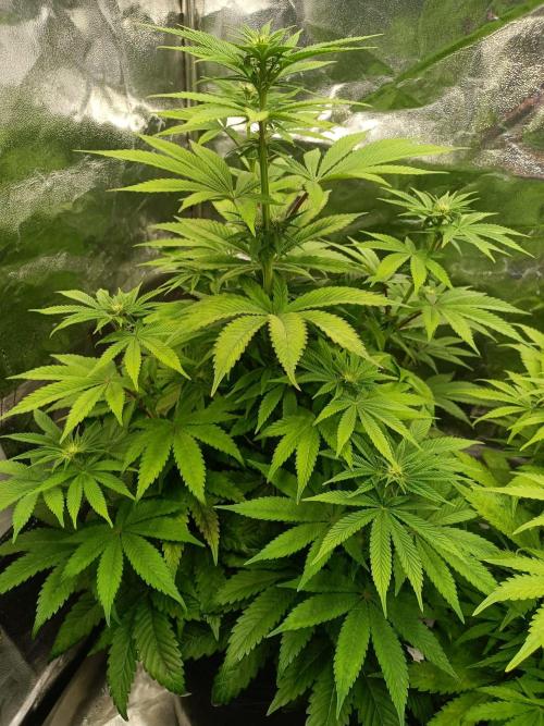 Blue Zushi. Week 10