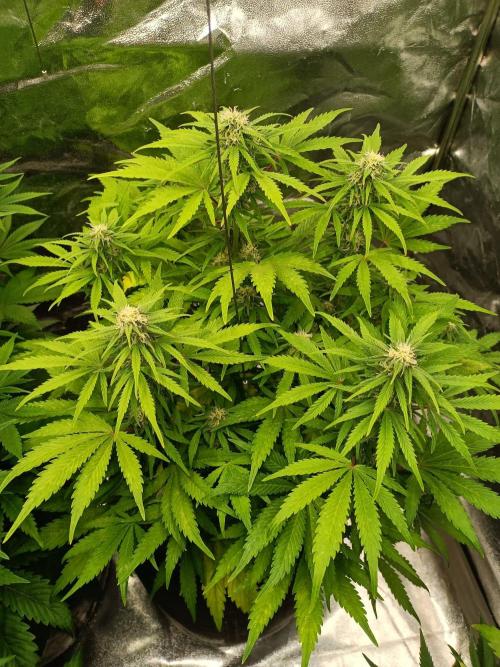 White Truffle. Week 10