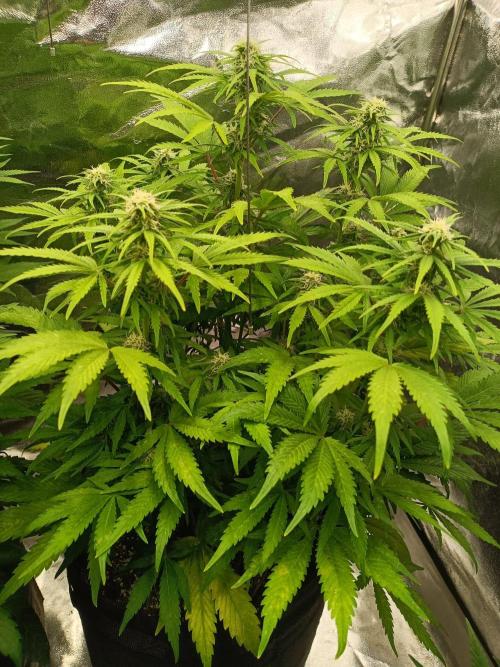 White Truffle. Week 10