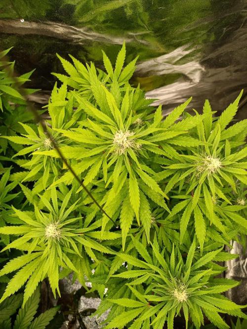 White Truffle. Week 10