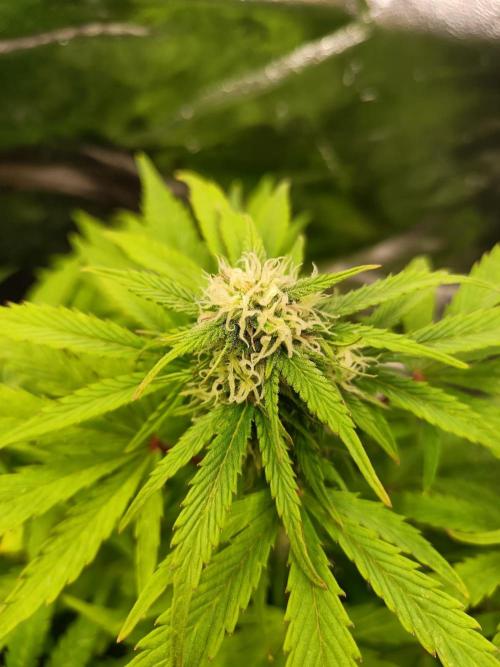 White Truffle. Week 10