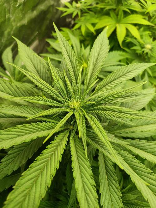 Chocolate Rainbow XXL. Week 8