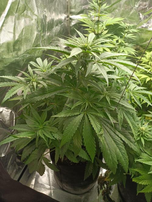 Chocolate Rainbow XXL. Week 8