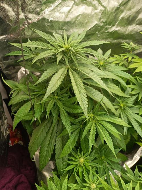 Chocolate Rainbow XXL. Week 8