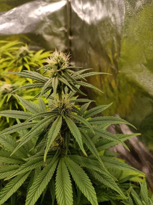 Blue Sunset Sherbert. Week 10
