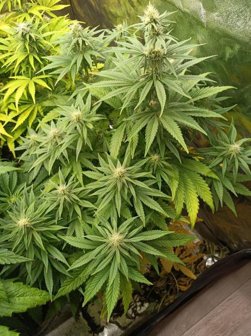 Blue Sunset Sherbert. Week 10