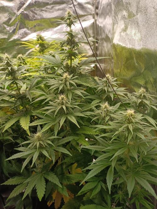 Blue Sunset Sherbert. Week 10