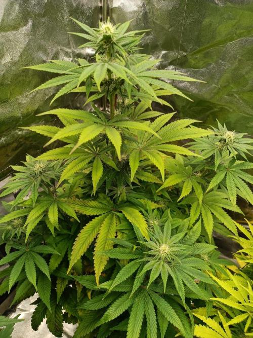 Blue Zushi. Week 11