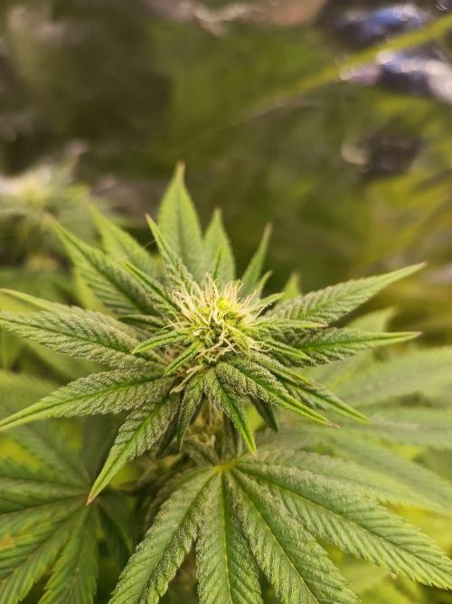 Blue Zushi. Week 11