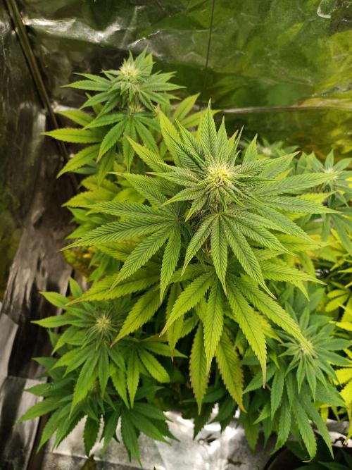Blue Zushi. Week 11