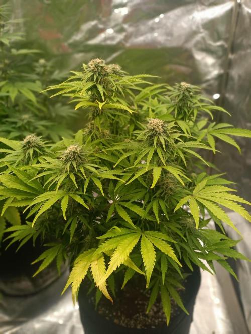 White Truffle. Week 11