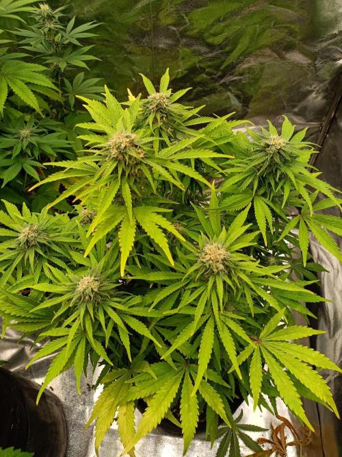 White Truffle. Week 11