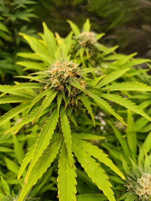 White Truffle. Week 11