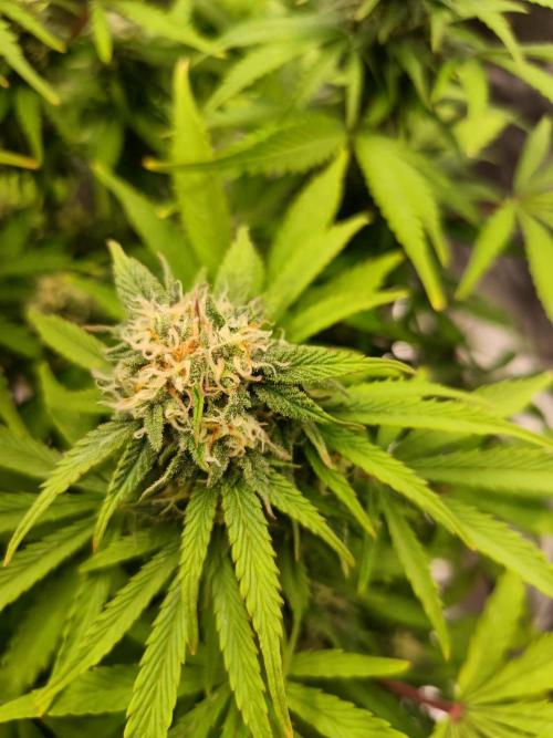 White Truffle. Week 11