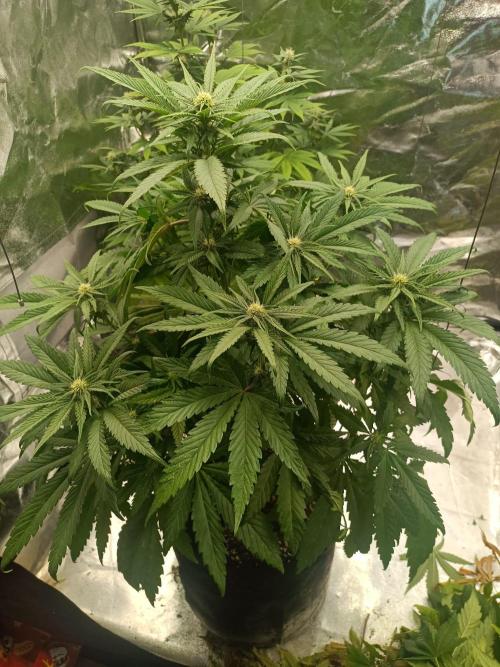 Chocolate Rainbow XXL. Week 9