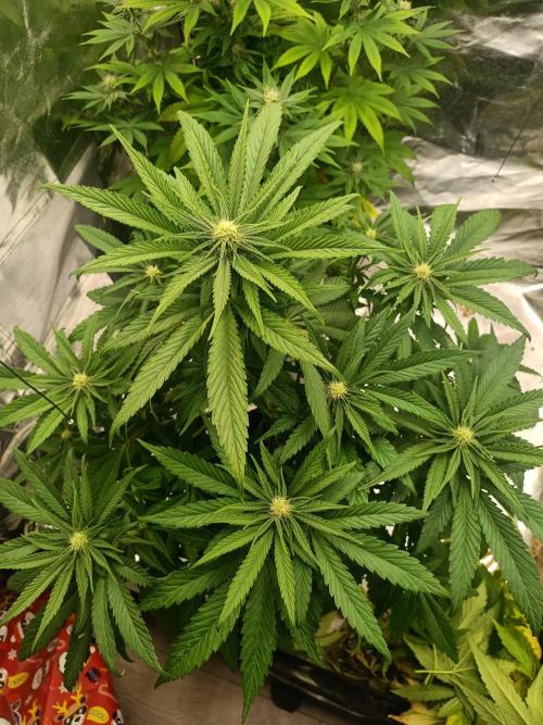 Chocolate Rainbow XXL. Week 9