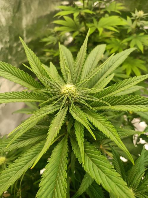 Chocolate Rainbow XXL. Week 9