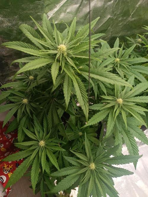 Chocolate Rainbow XXL. Week 9