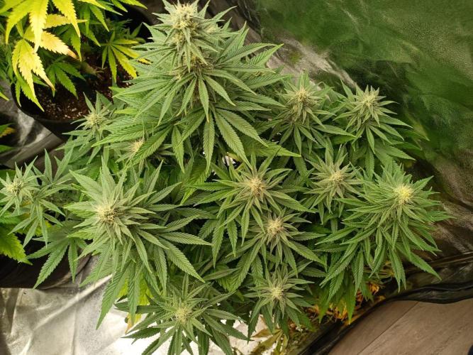 Blue Sunset Sherbert. Week 11